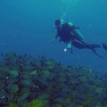 SCUBA DIVING